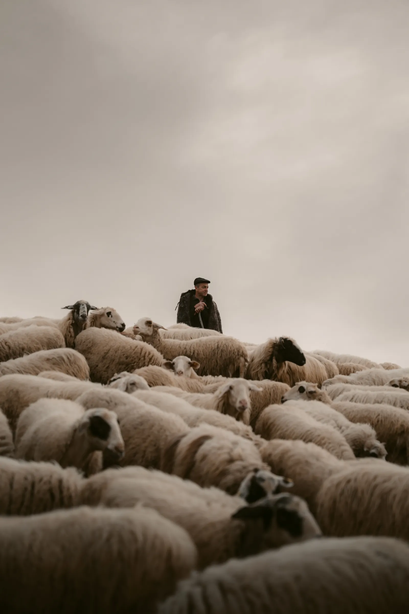 An Arcadian shepherd standing with his staff amid a dense flock of sheep