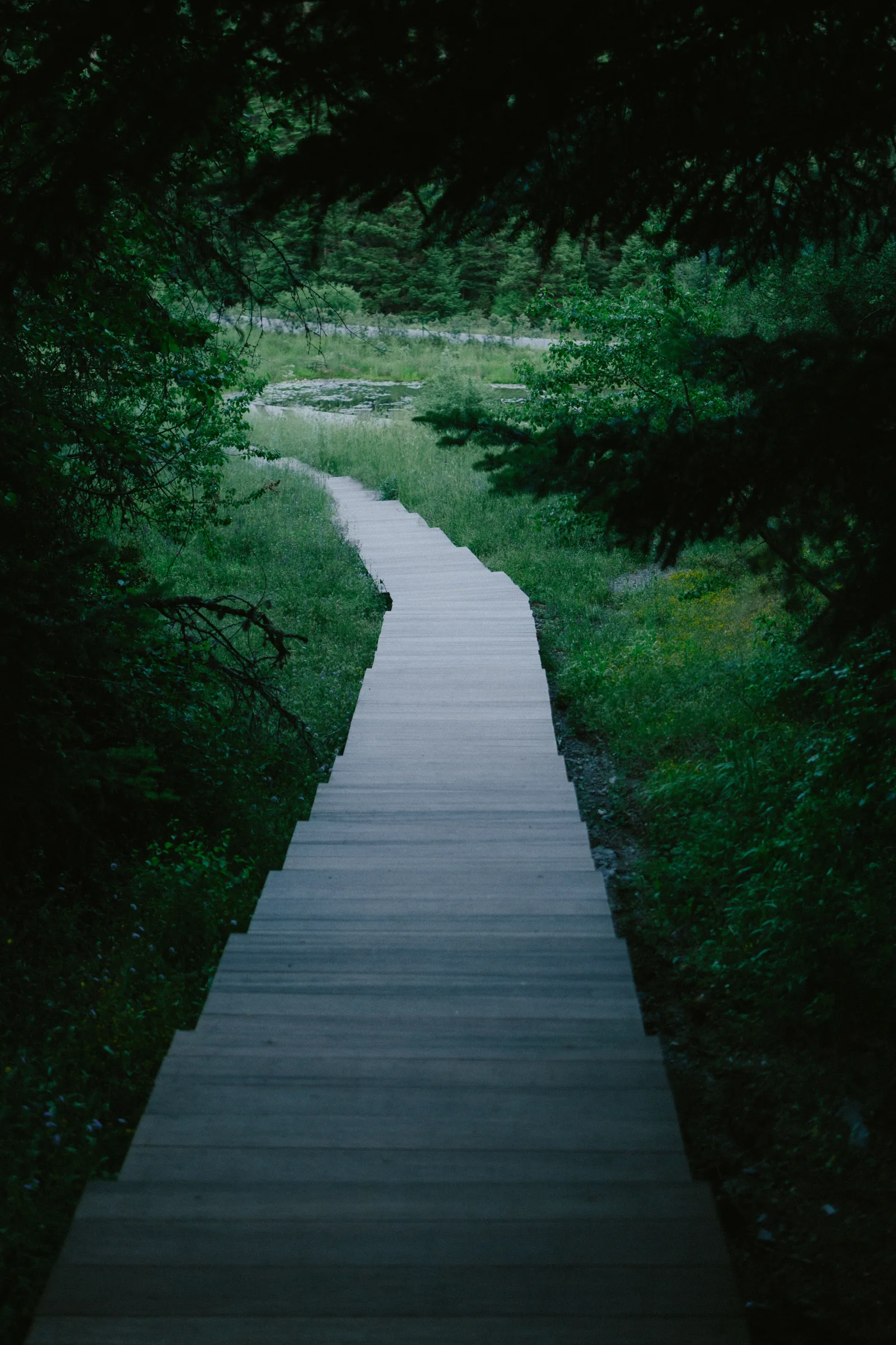 A wooden path descending through trees to MANNA's lily pond