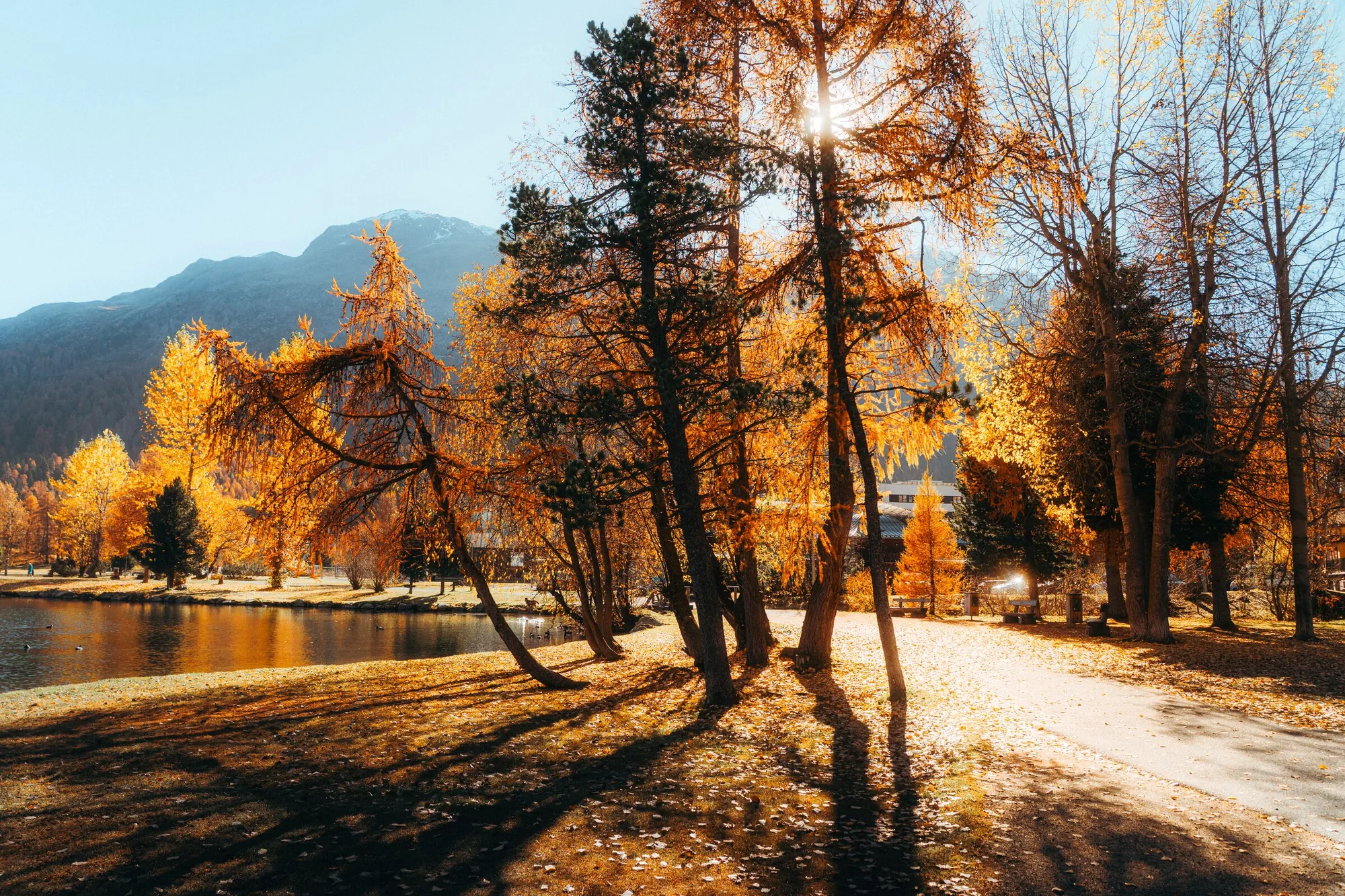 Golden larches beside a quiet Upper Engadin path