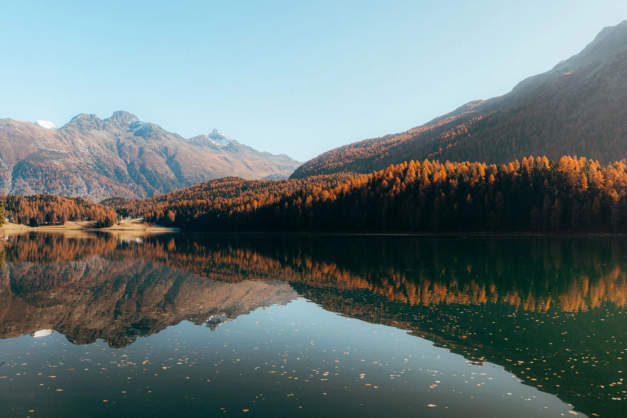 Autumn larches holding the alpine light