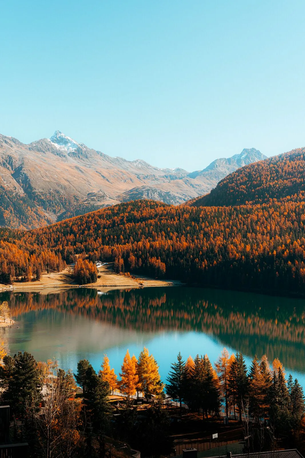 Autumn larches in the Upper Engadin