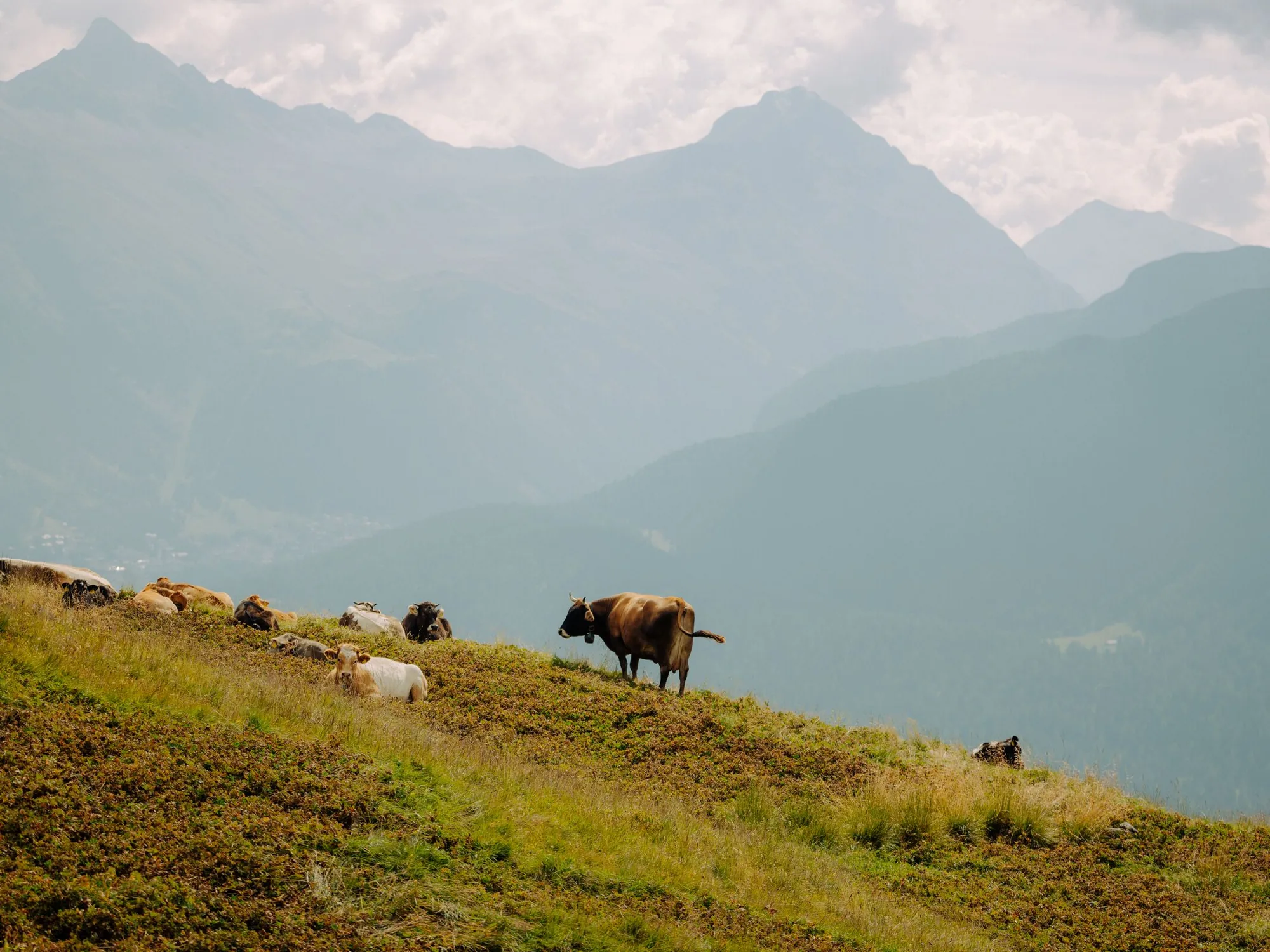 Cattle on a high meadow in the Upper Engadin