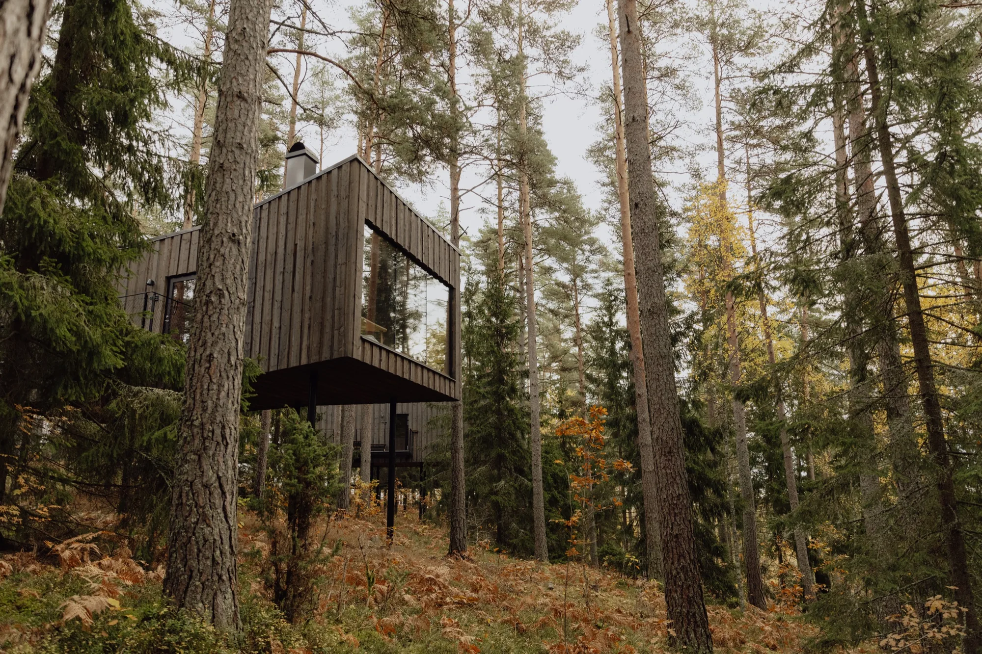 Dark timber Forest Suite raised on slender steel stilts in dense autumn woodland
