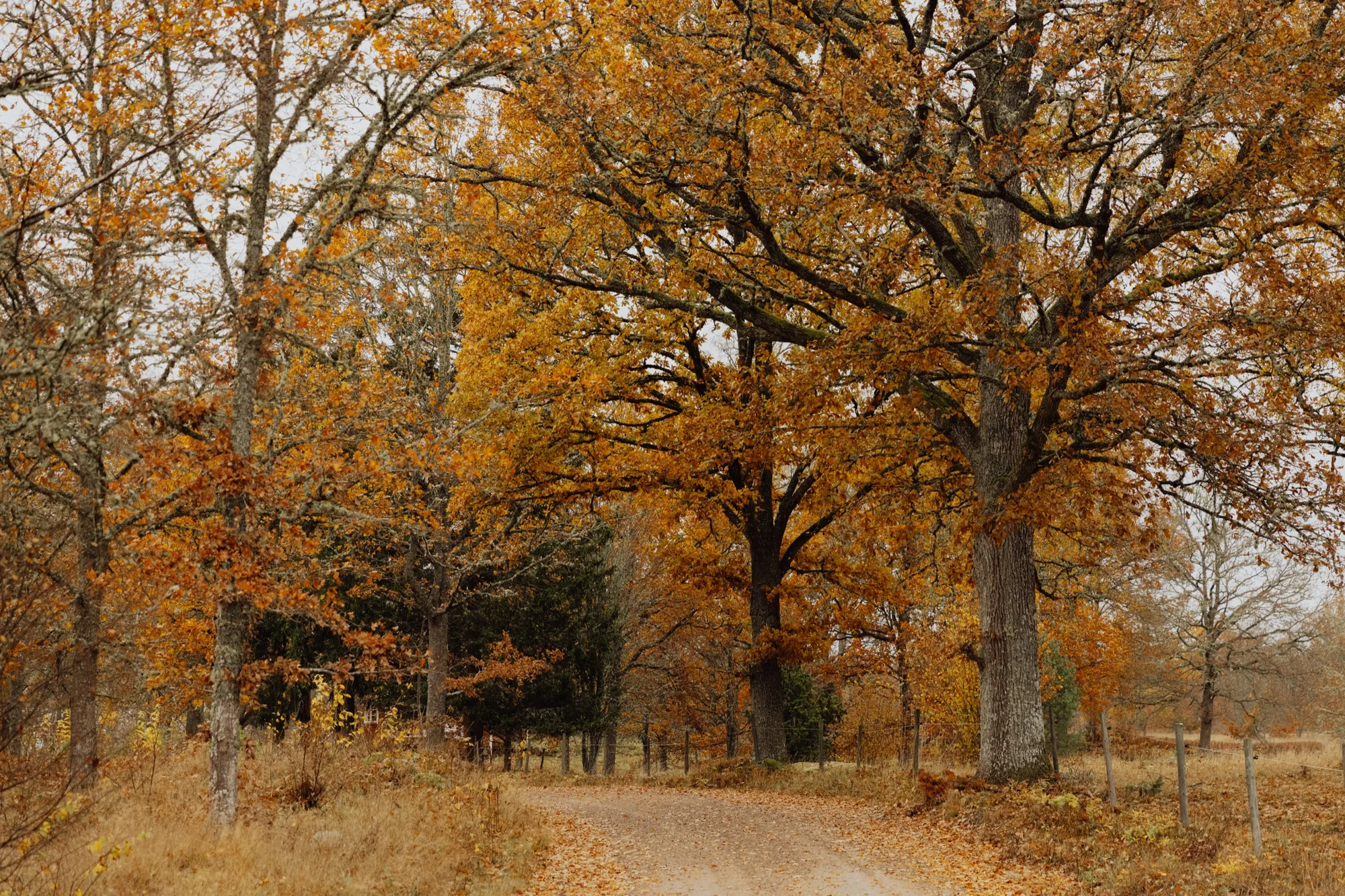 Gravel road lined with large trees in vivid yellow and orange autumn foliage