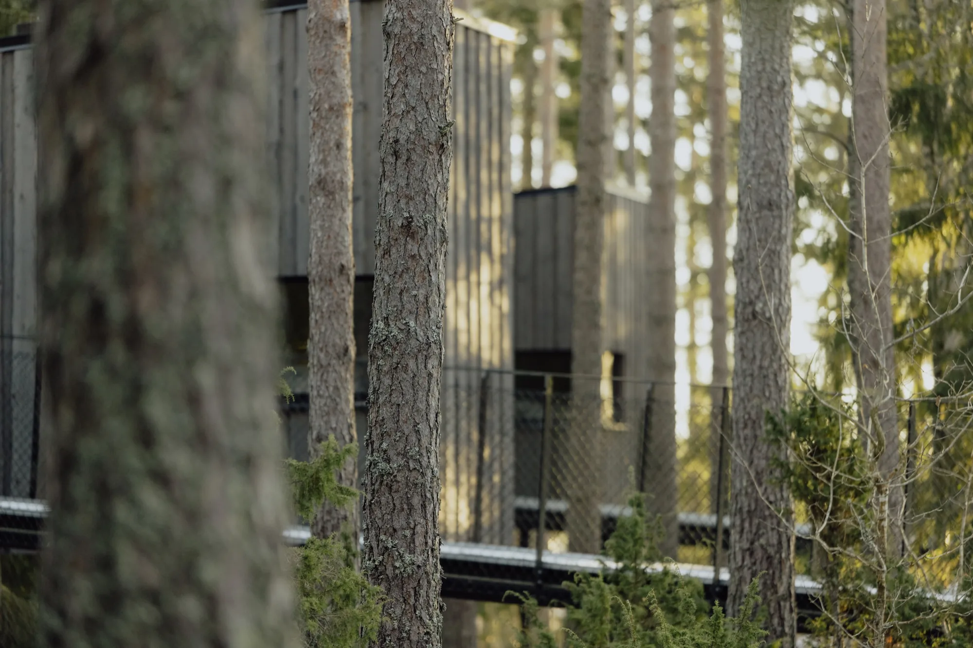 Elevated dark timber suites and connecting walkways partly hidden by lichen-covered trunks