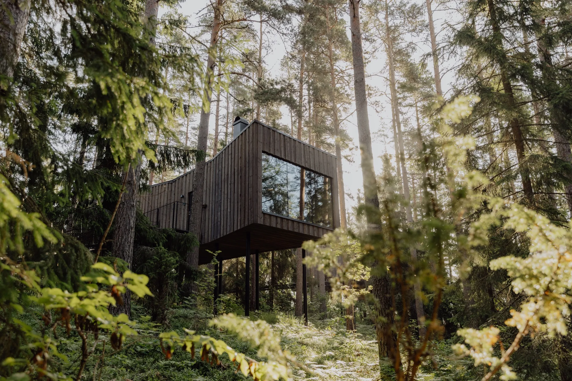 Elevated timber Forest Suite among tall pines, spruce and summer ferns