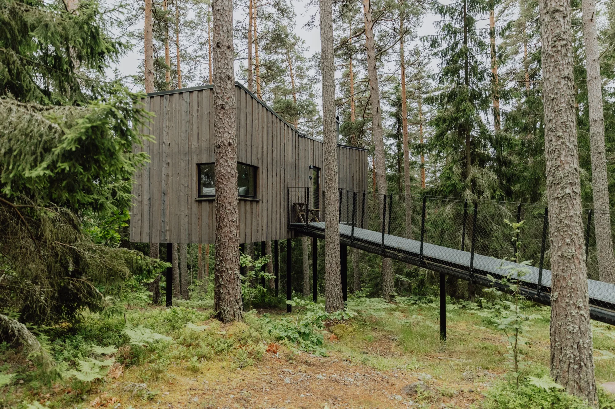 Grey timber Forest Suite on stilts, reached by a long metal walkway through the ferns