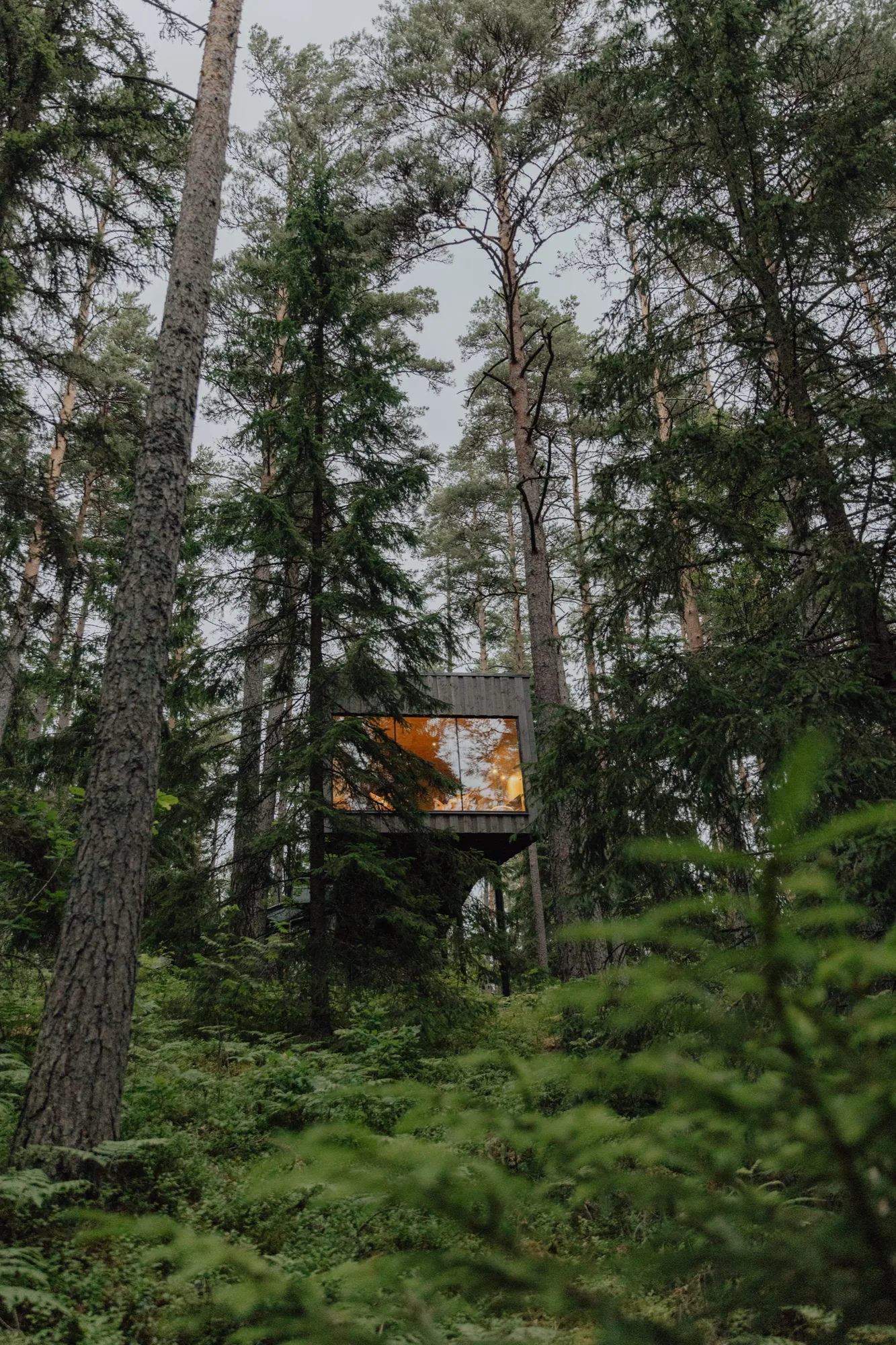 Dark timber Forest Suite glowing warmly at dusk among ferns and young spruce