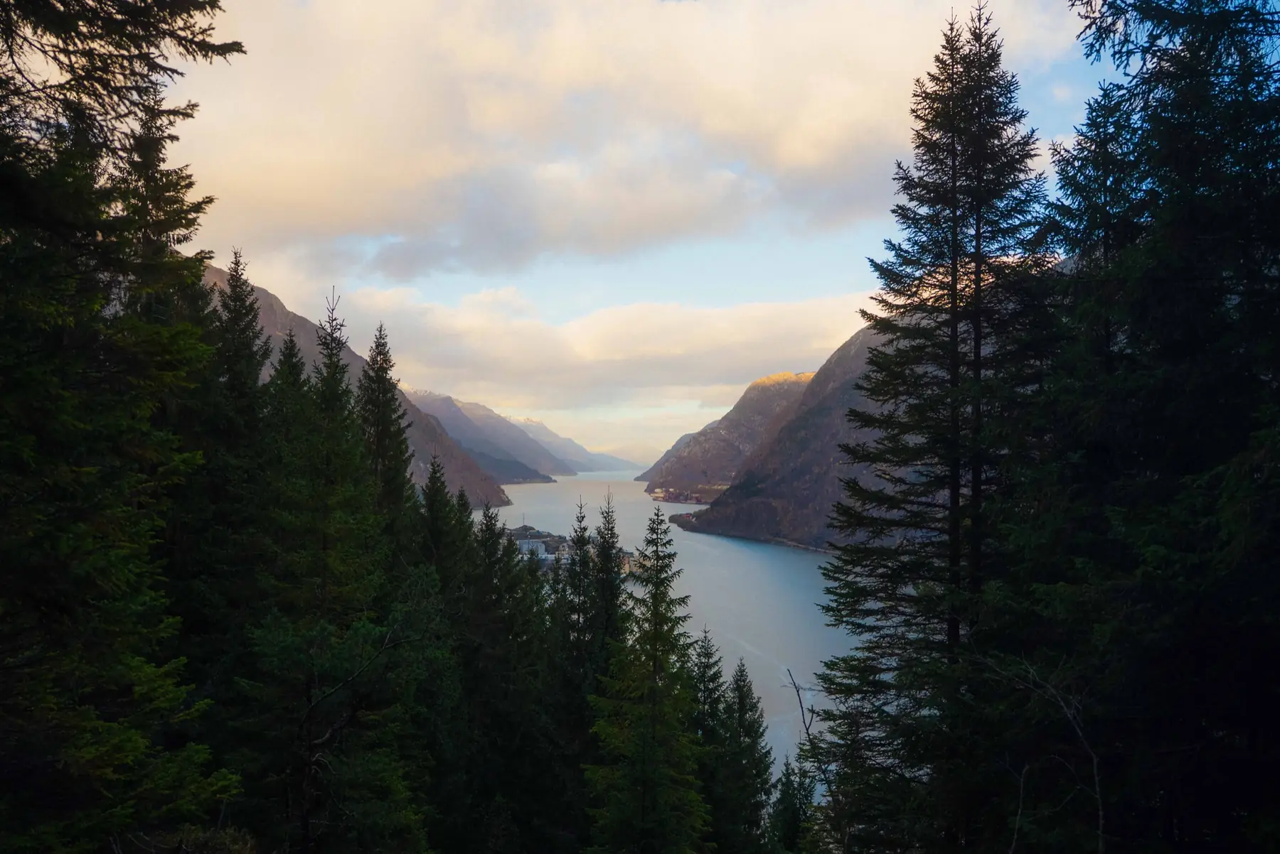 Hardangerfjord framed by dense evergreen forest at dusk
