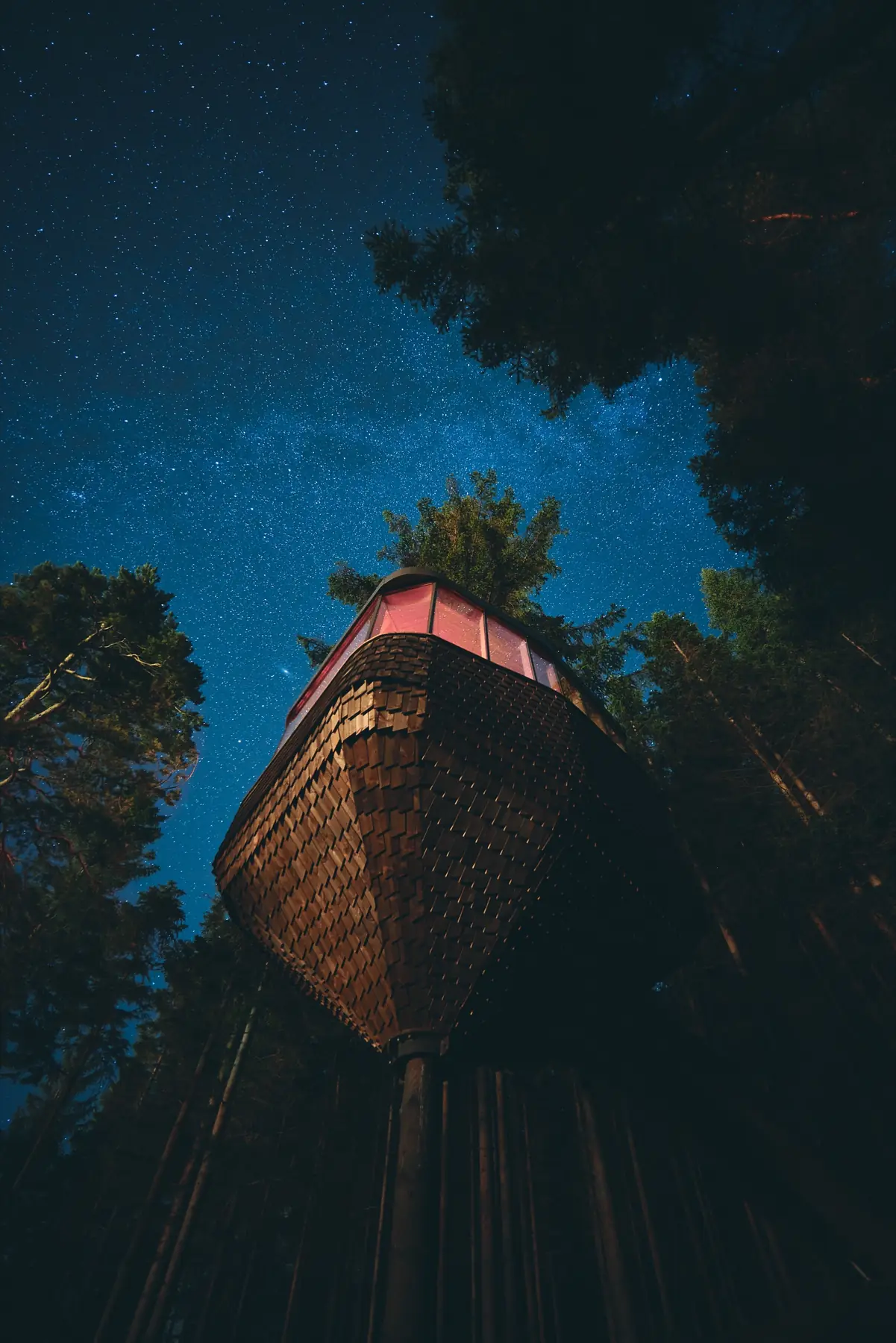 Woodnest beneath a clear star-filled night sky